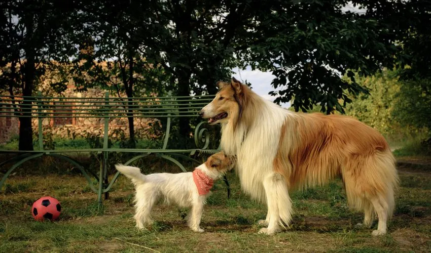Coop Hello Family Vorpremiere Lassie